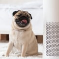 Do Air Filters Reduce Pet Allergies?