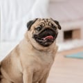 The Best Air Purifier for Allergies and Pets