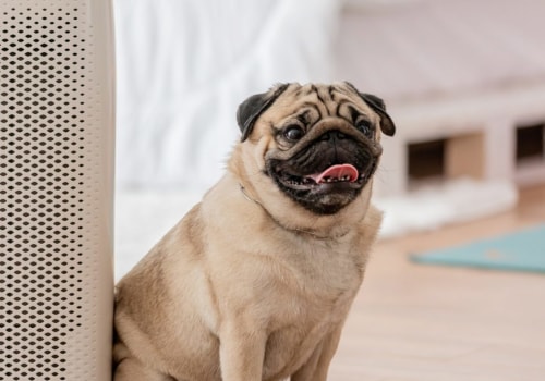 The Best Air Purifier for Allergies and Pets
